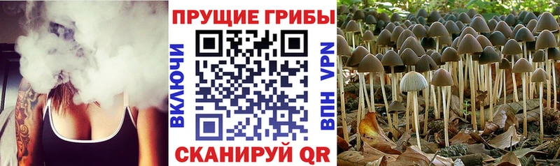 маркетплейс официальный сайт  Ковров  Галлюциногенные грибы прущие грибы 